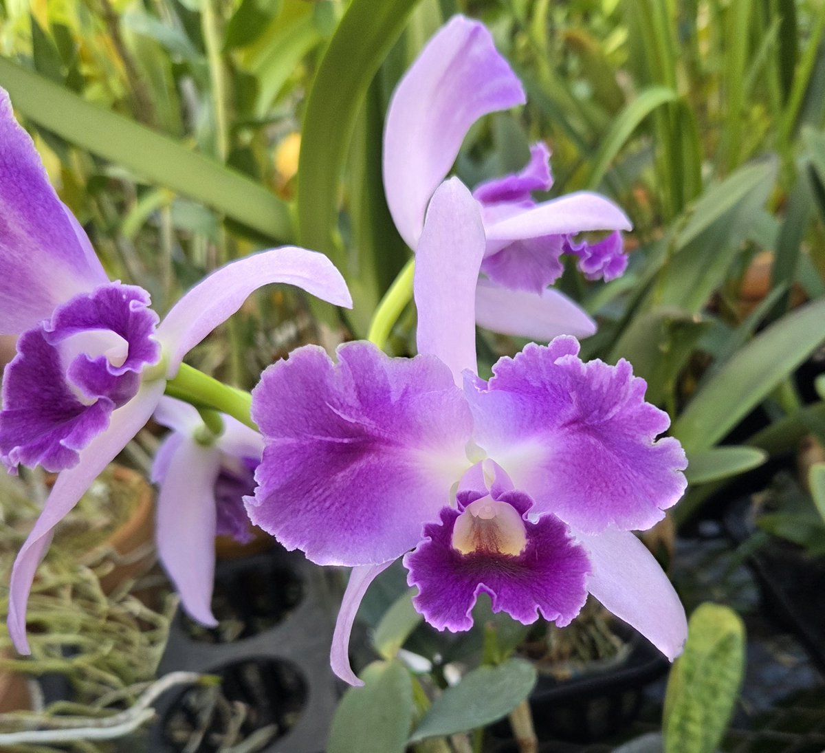 瀬戸内オーキッド (@setouchiorchid) / Posts / X