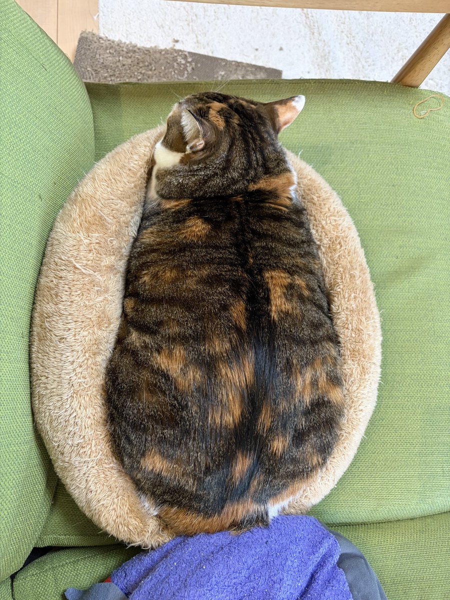 今朝のなごみちゃん