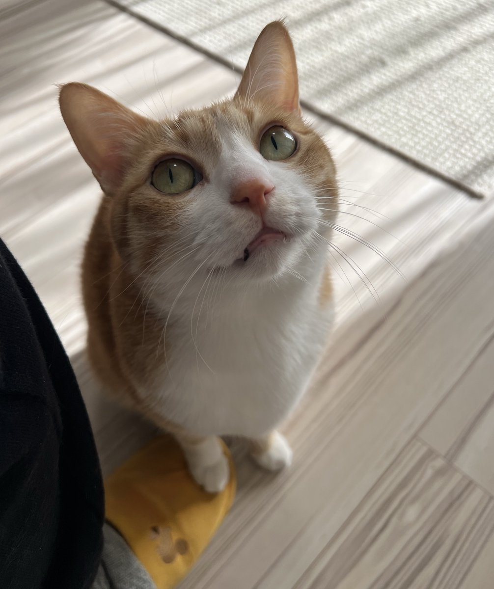 ツナクマ (@kuma_tuna) / Posts and Replies / X