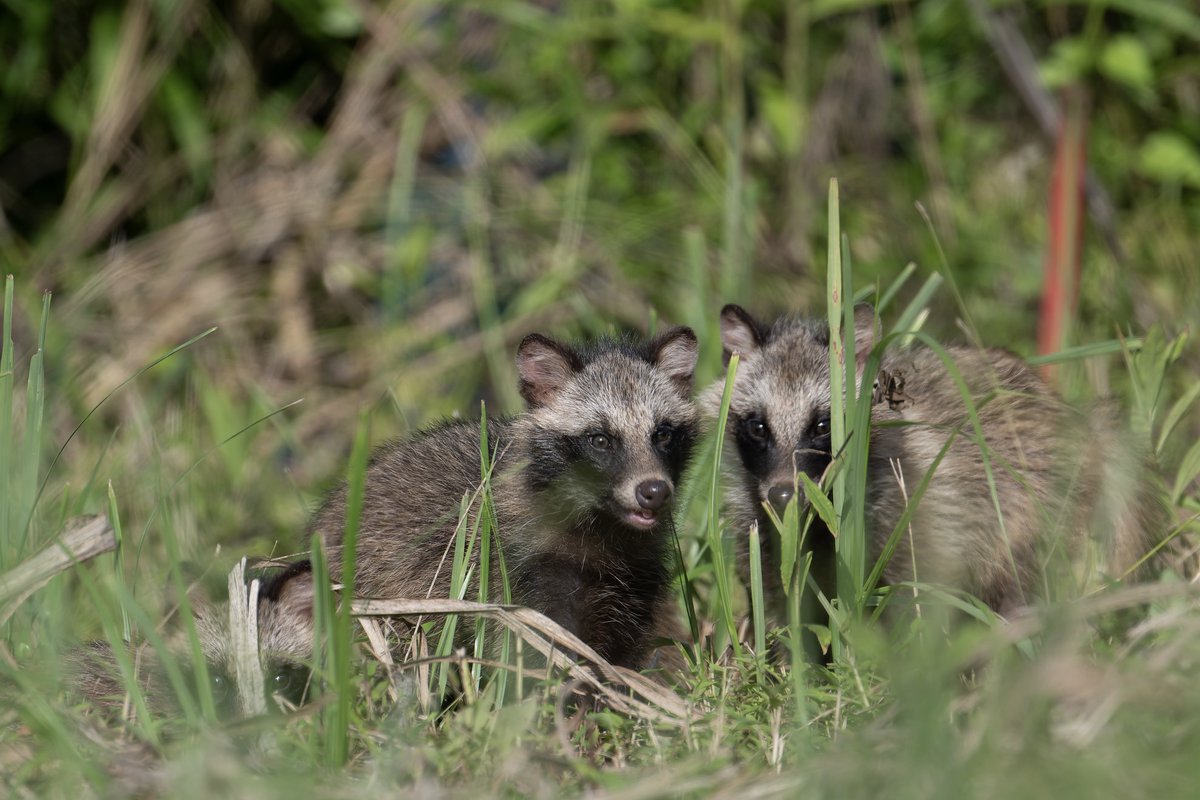ここ半年のタヌですᐢ⓿ᴥ⓿ᐢ 7/12 ママダヌキ登場 7/19 子ダヌキ昼間