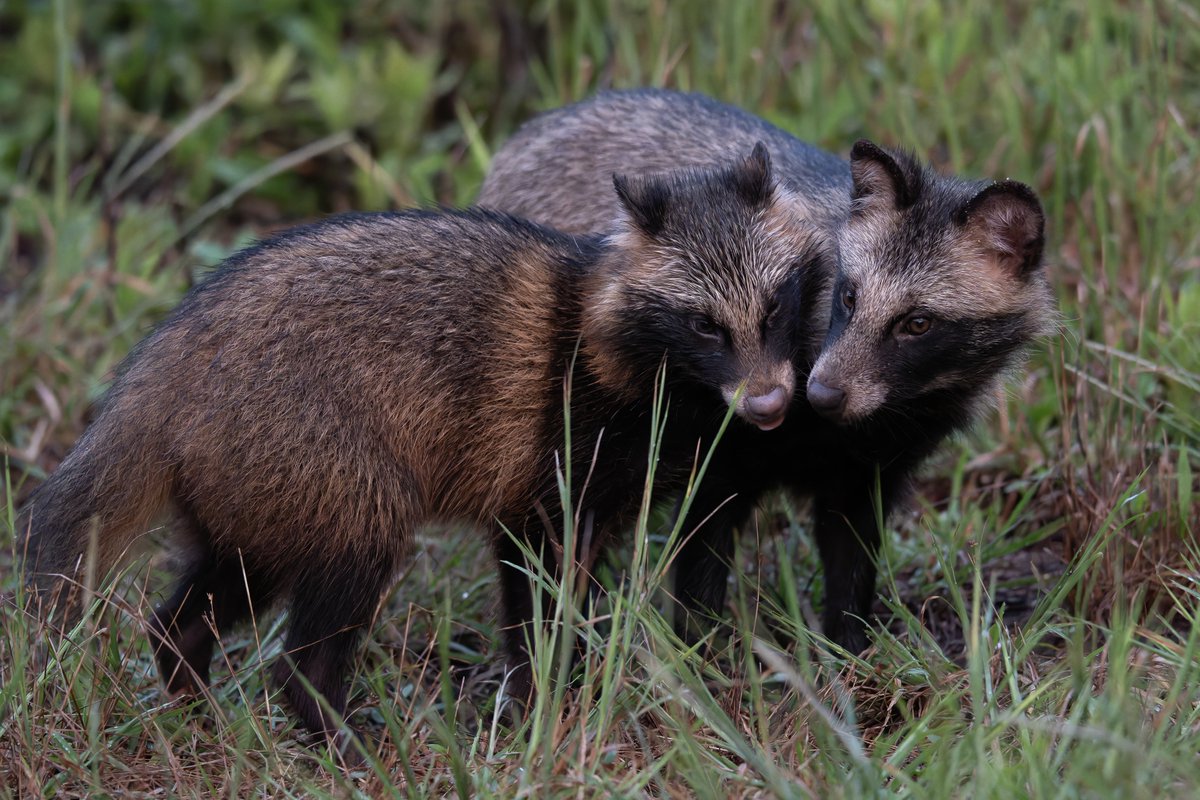 ここ半年のタヌですᐢ⓿ᴥ⓿ᐢ 7/12 ママダヌキ登場 7/19 子ダヌキ昼間