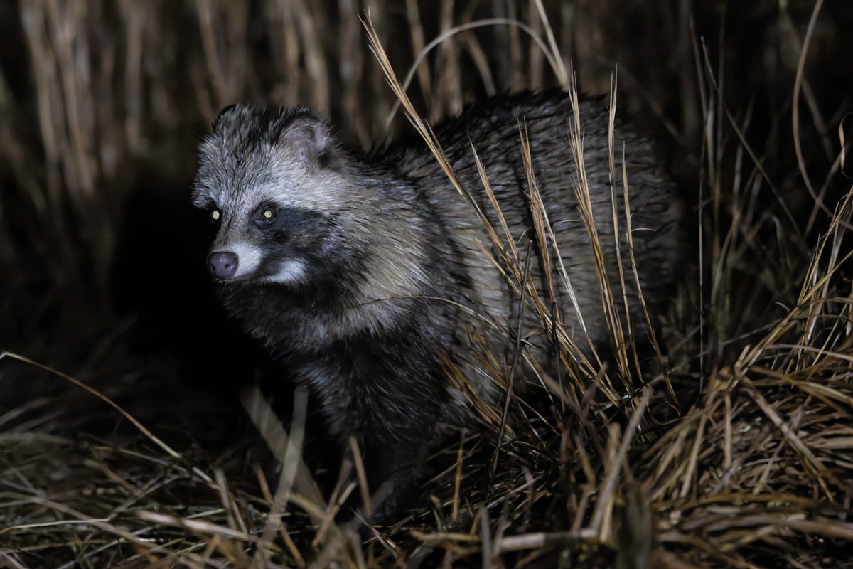 ここ半年のタヌですᐢ⓿ᴥ⓿ᐢ 7/12 ママダヌキ登場 7/19 子ダヌキ昼間