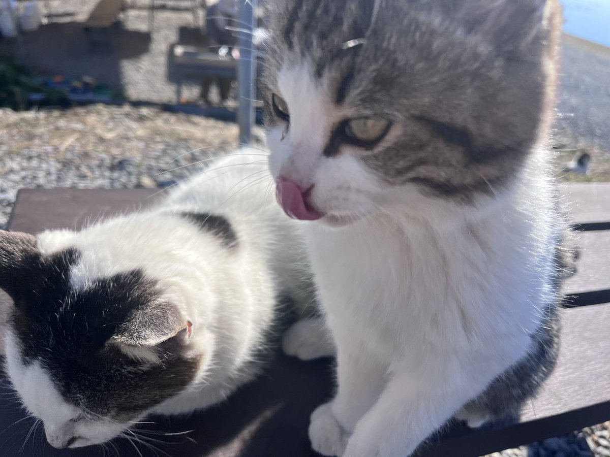 きりもち tweet media