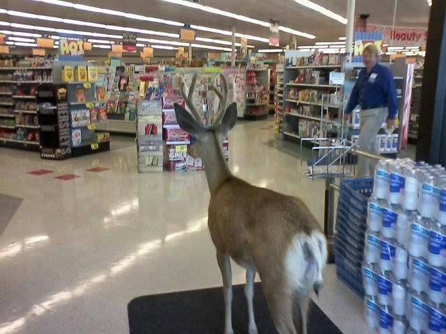 deershouldnt's tweet image. i forgot what i was gonna buy