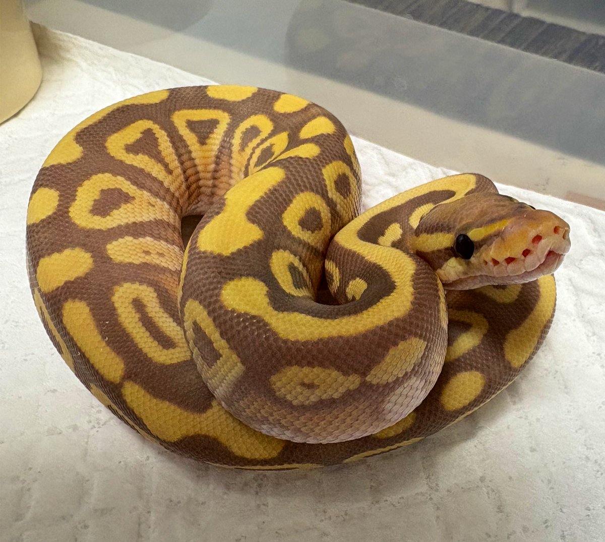 39Reptiles！サンキュー爬虫類 tweet media