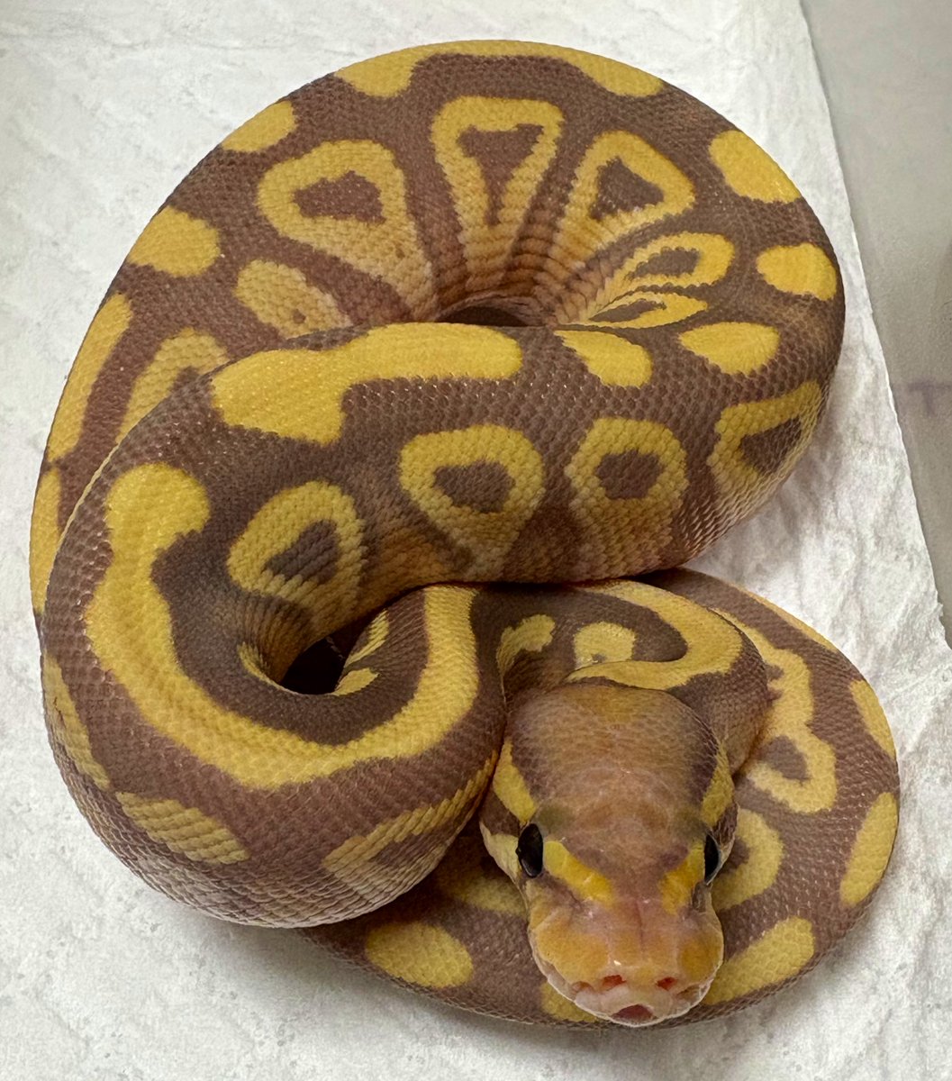 39Reptiles！サンキュー爬虫類 tweet media