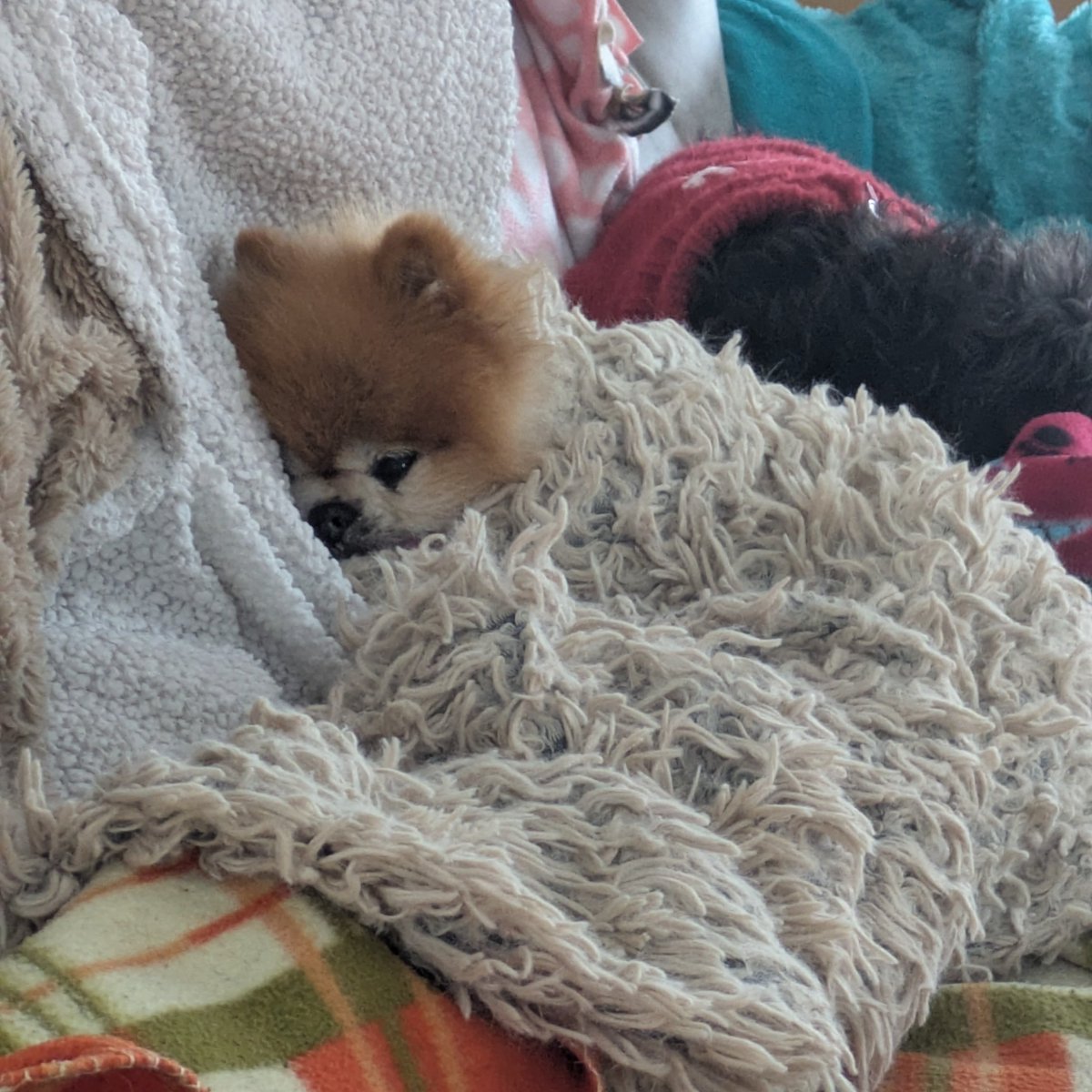 purtyGF's tweet photo. My cozy old lady, Kimchi 🥰Saving her energy for twirling at treat time. #olddog #pomeranianmix #seniordog #foreverpuppy #AdoptDontShop https://t.co/9FR9Dk9FDj