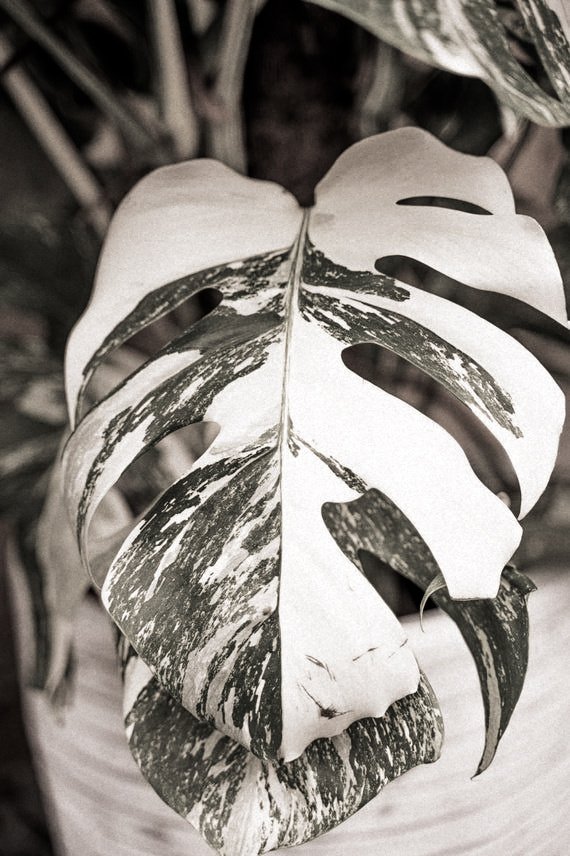 INGGITA RANUMAYA. tweet media