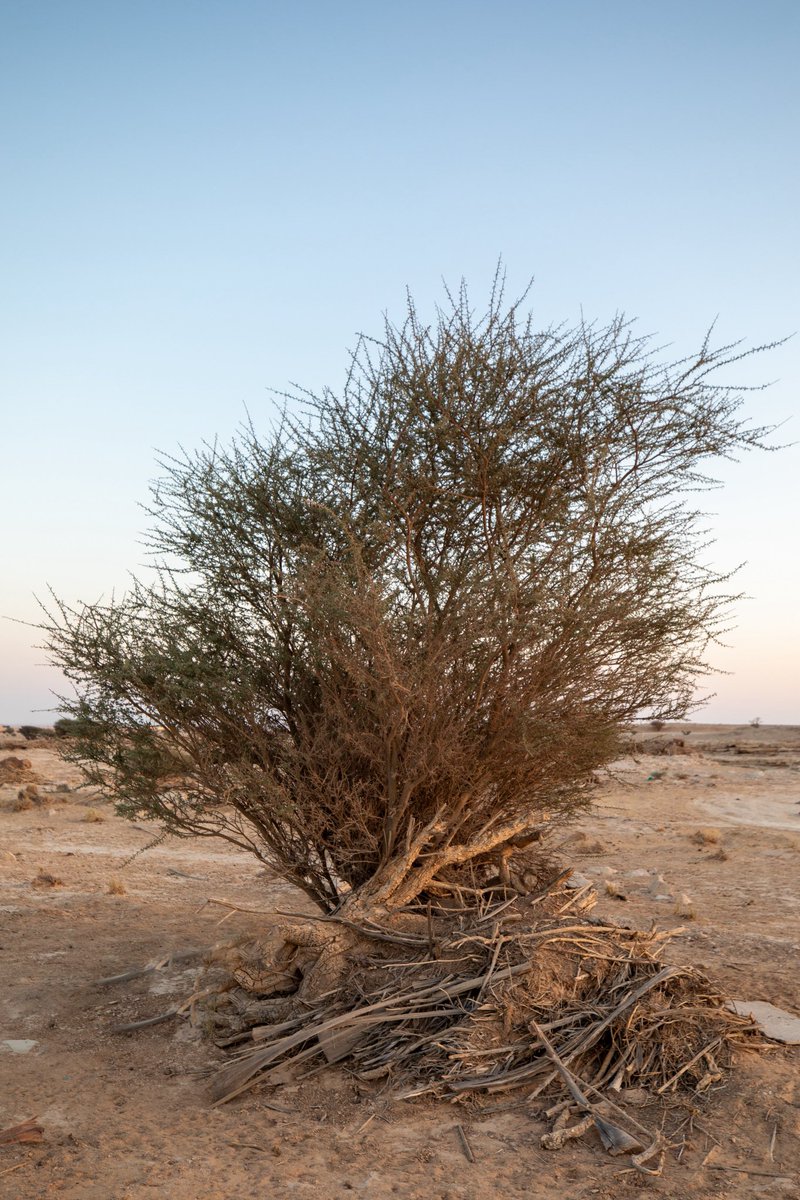 قال حسان بن ثابت 

المالُ يَغْشَى رجالاً لا طَباخَ بهم
كالسَّيل يَغْشَى أُصولَ الدِّندِن البالي

ومعناه : لا عقل لهم .
والدِّنْدِنُ : ما بلي وعفِنَ من أُصول الشجر .

وقد جاء هذا البيت في شعر لِحَيَّةَ بن خلف الطائي يخاطب امرأَة يقال لها أْسماءُ وكانت تقول ما لِحَيَّة مال فقال