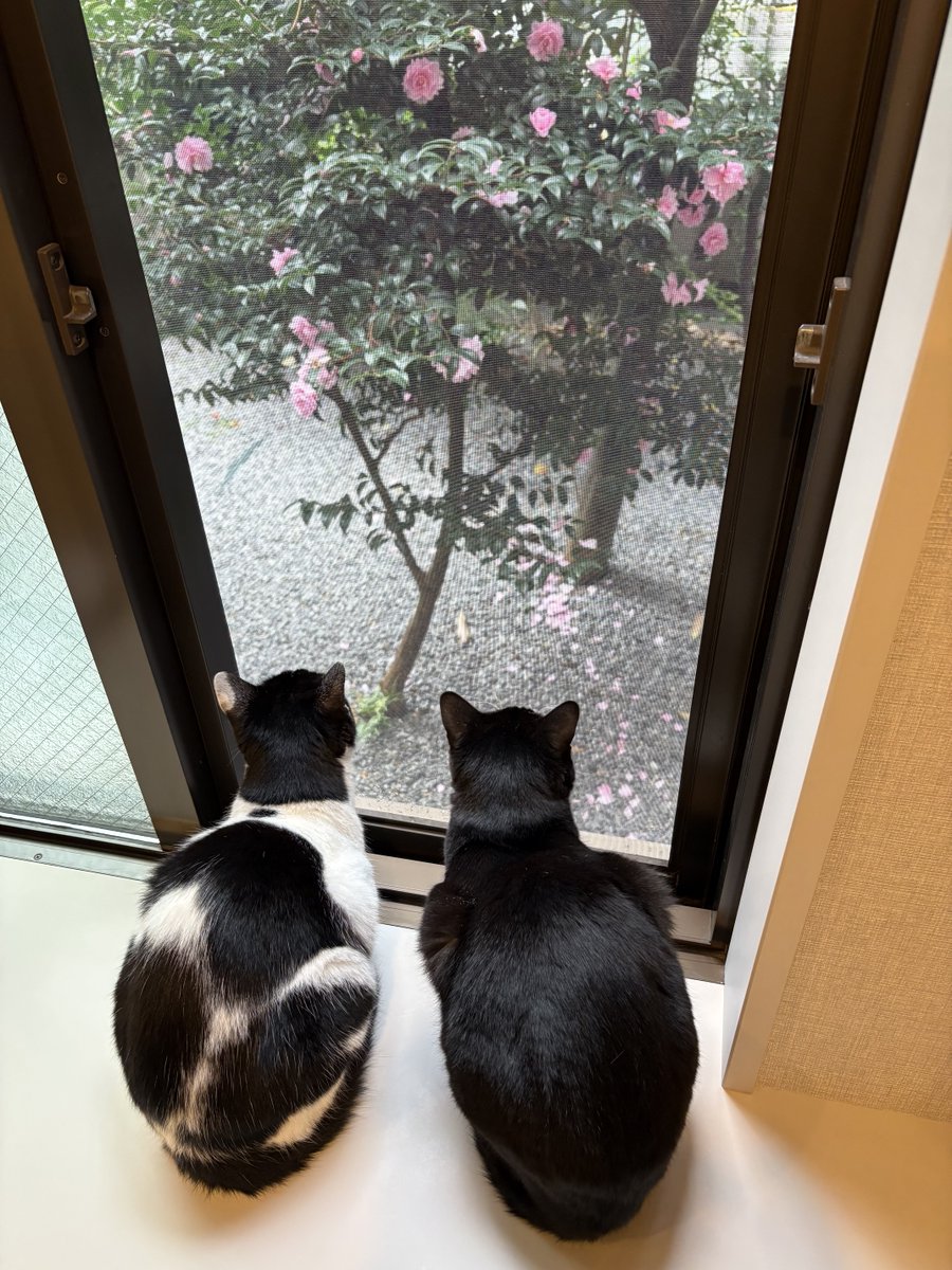 黒猫ちゃん　おめでとう 黒猫ちゃん おめでとう G ねことくろねこBirthday🎂／ 最初のLINE