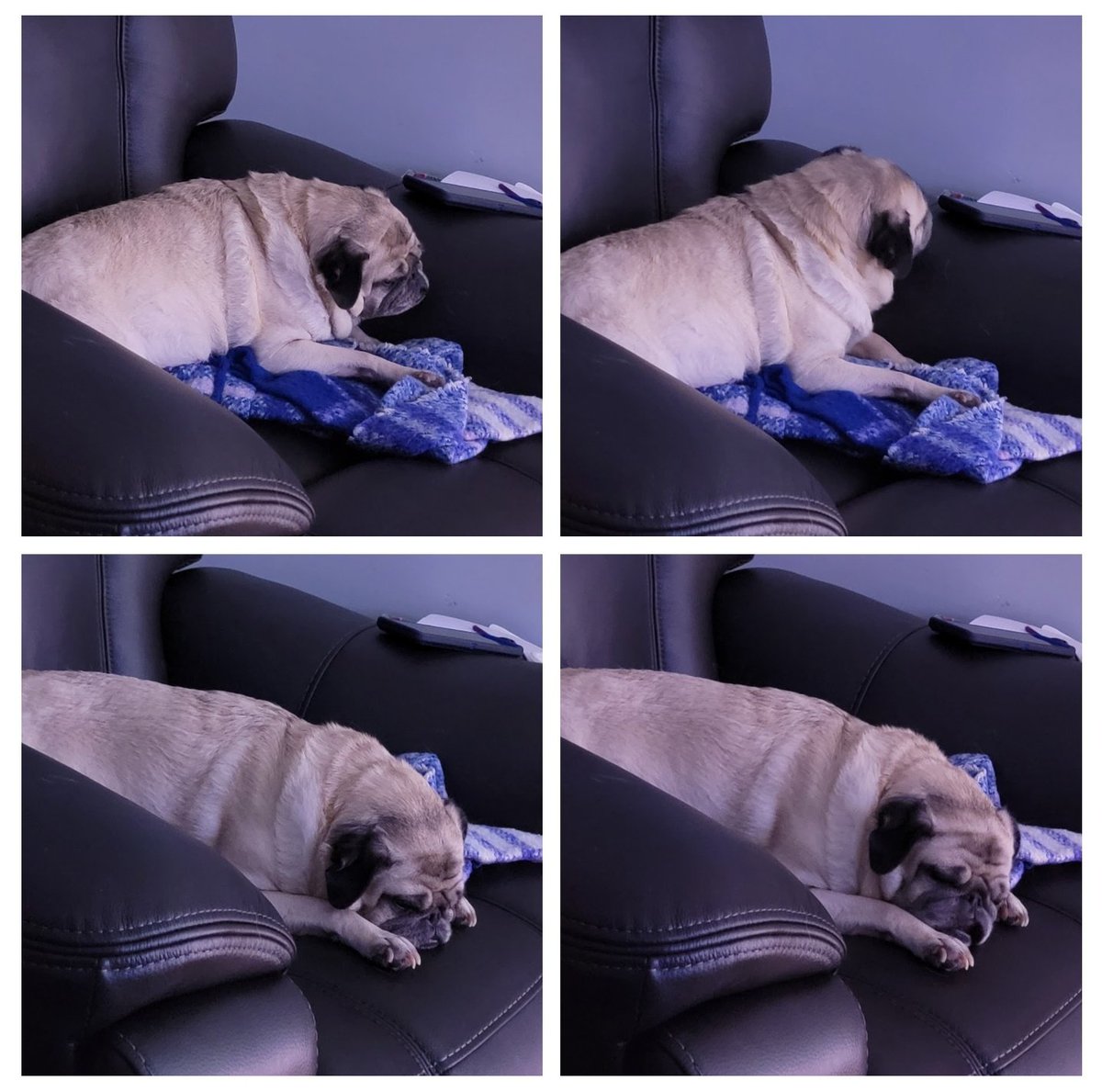 SarahPug12's tweet photo. Phone collage of Stella settling down for one of her many naps. π΄ Happy Sunday evening, friends! π€ #Stella #BabyGirl #Snoooozing https://t.co/XbzN9eXXDQ