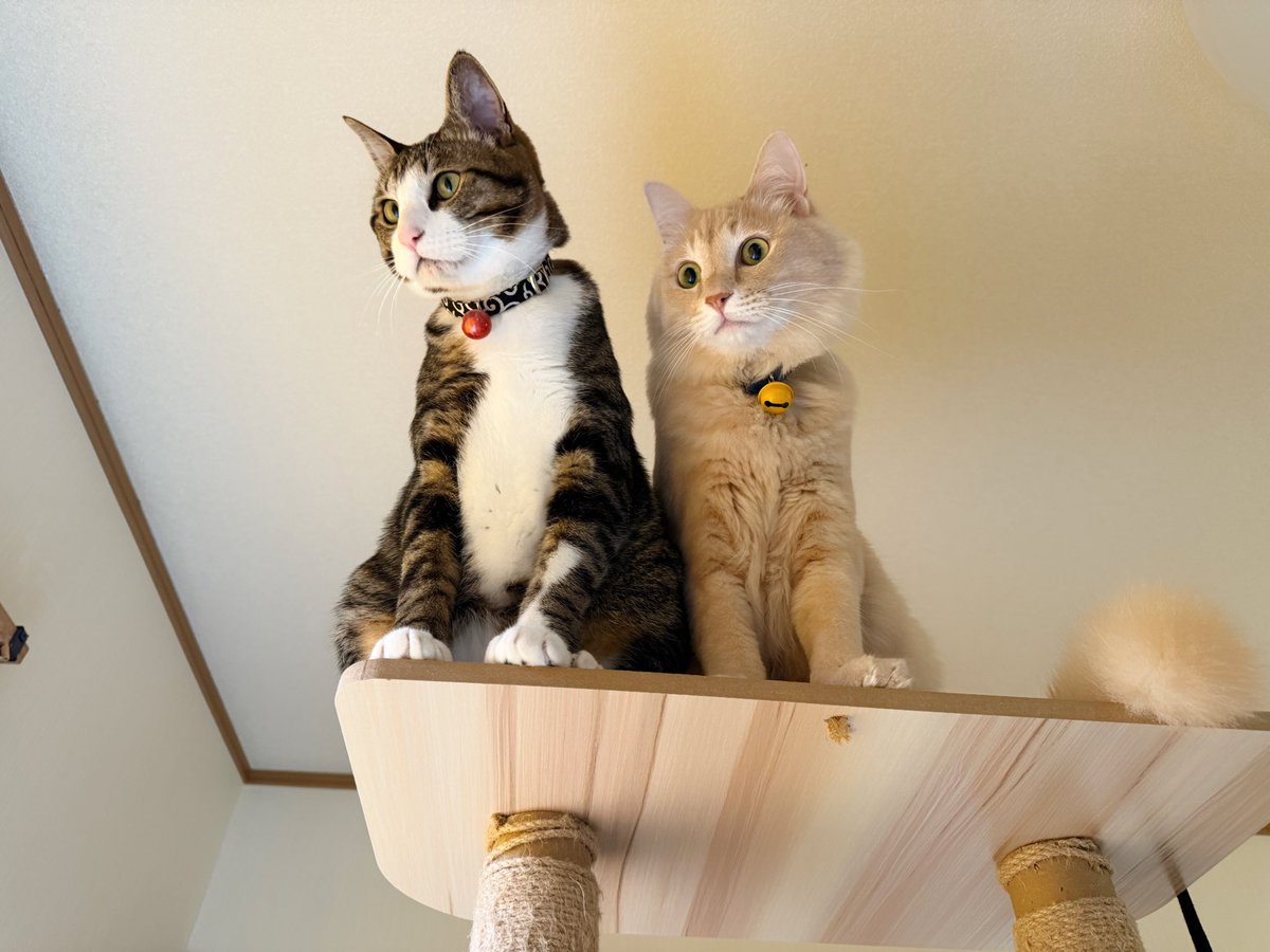 大掃除を監視中🐱🐱