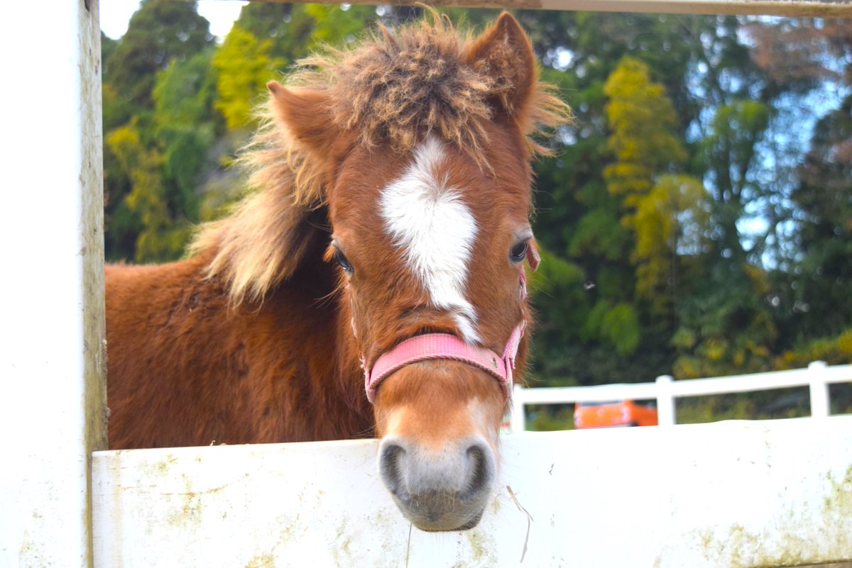 馬です mqdefault.jpg