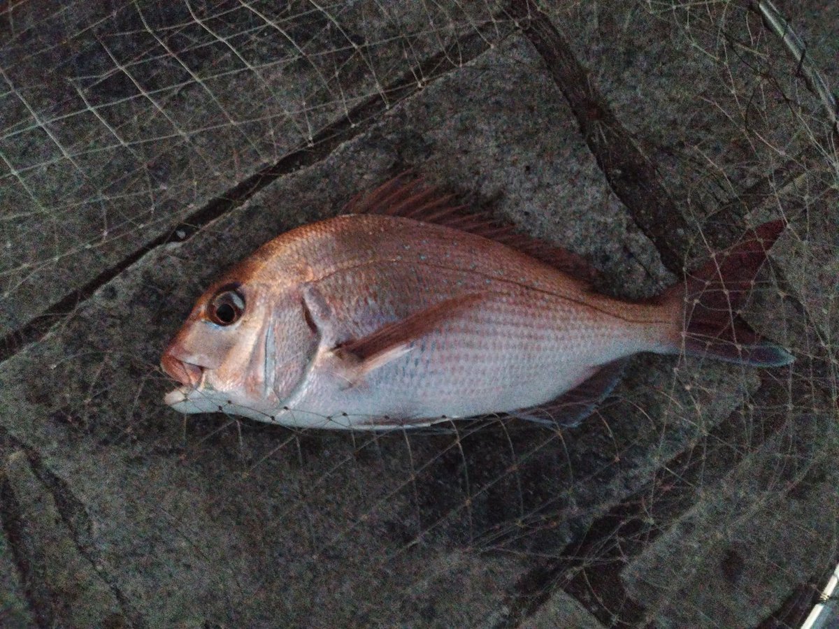 grasskobe's tweet photo. 28日、兄と釣り納めに翼港へエビ撒き釣り🎣天気も良く早朝からラスト迄、スタート直後に約40cmの綺麗な真鯛が釣れ最高！夕方迄はミニチャリコ、フグばかり。１７時過ぎから大アジ、大サバ、ガシラが釣れ大漁！#淡路島釣り
#ラルフ#ヤフオク#アジ#アバクロ#真鯛 https://t.co/Ubk2512jD2