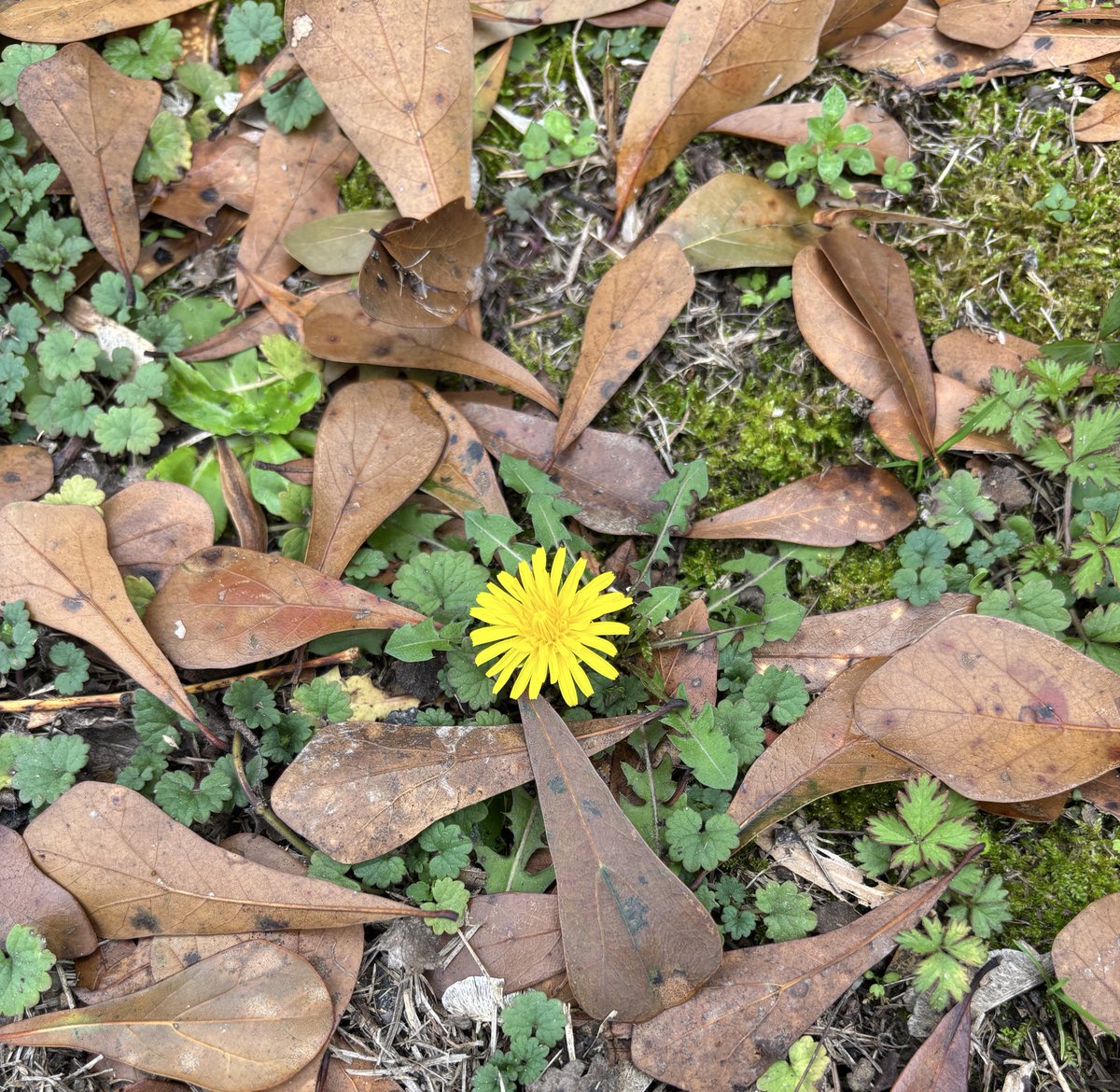 LDWingard's tweet image. In our yard today. It's not Spring yet, little guy.