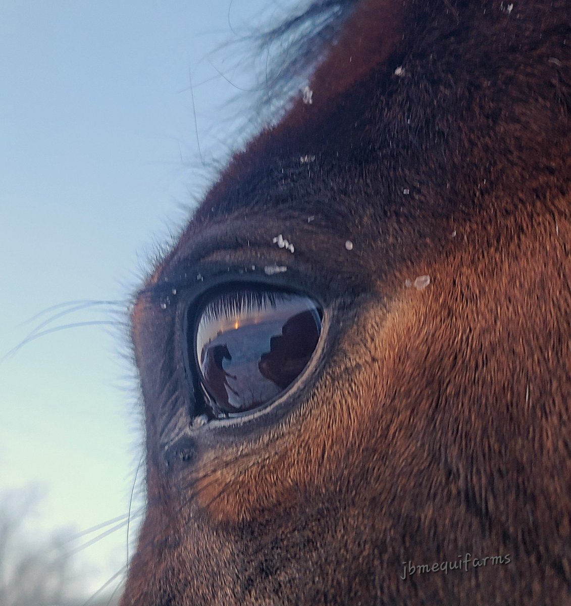 JBMEquiFarms's tweet photo. More snow, wind &amp; cold temps today were not enjoyable.

But, the sunset was stellar &amp; made up for it. 

#mbwx #Manitoba #horses #sundogs #arc #mbweather https://t.co/OgqlwCk7AK