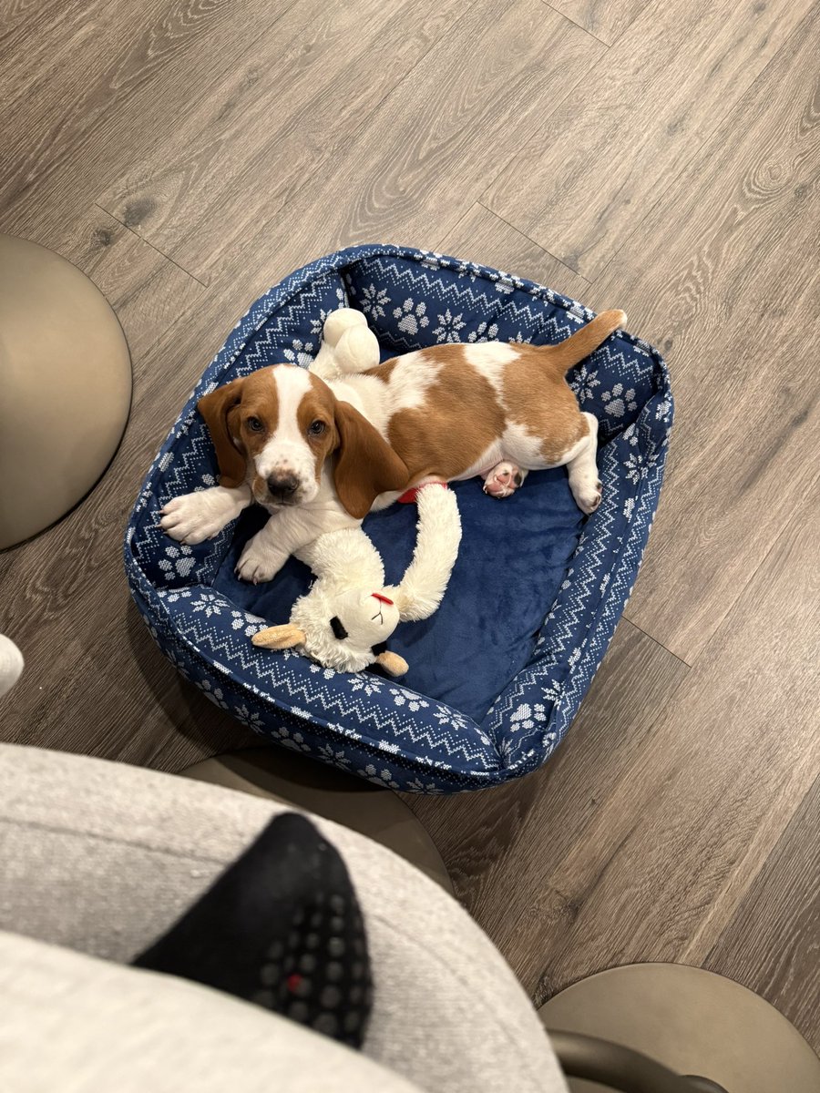 Strongislandni2's tweet image. Of course! 🐾❤️