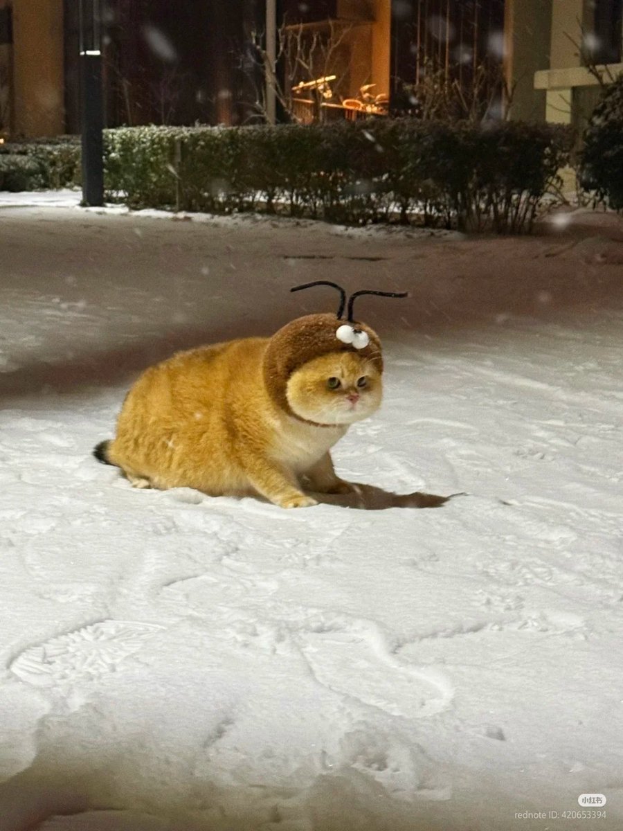 nocontextscats's tweet image. 