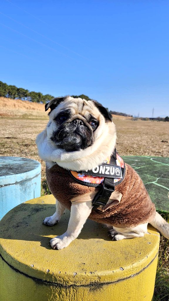 パグのぽんず (@1Zn5cHU4VIn98mJ) / Posts / X
