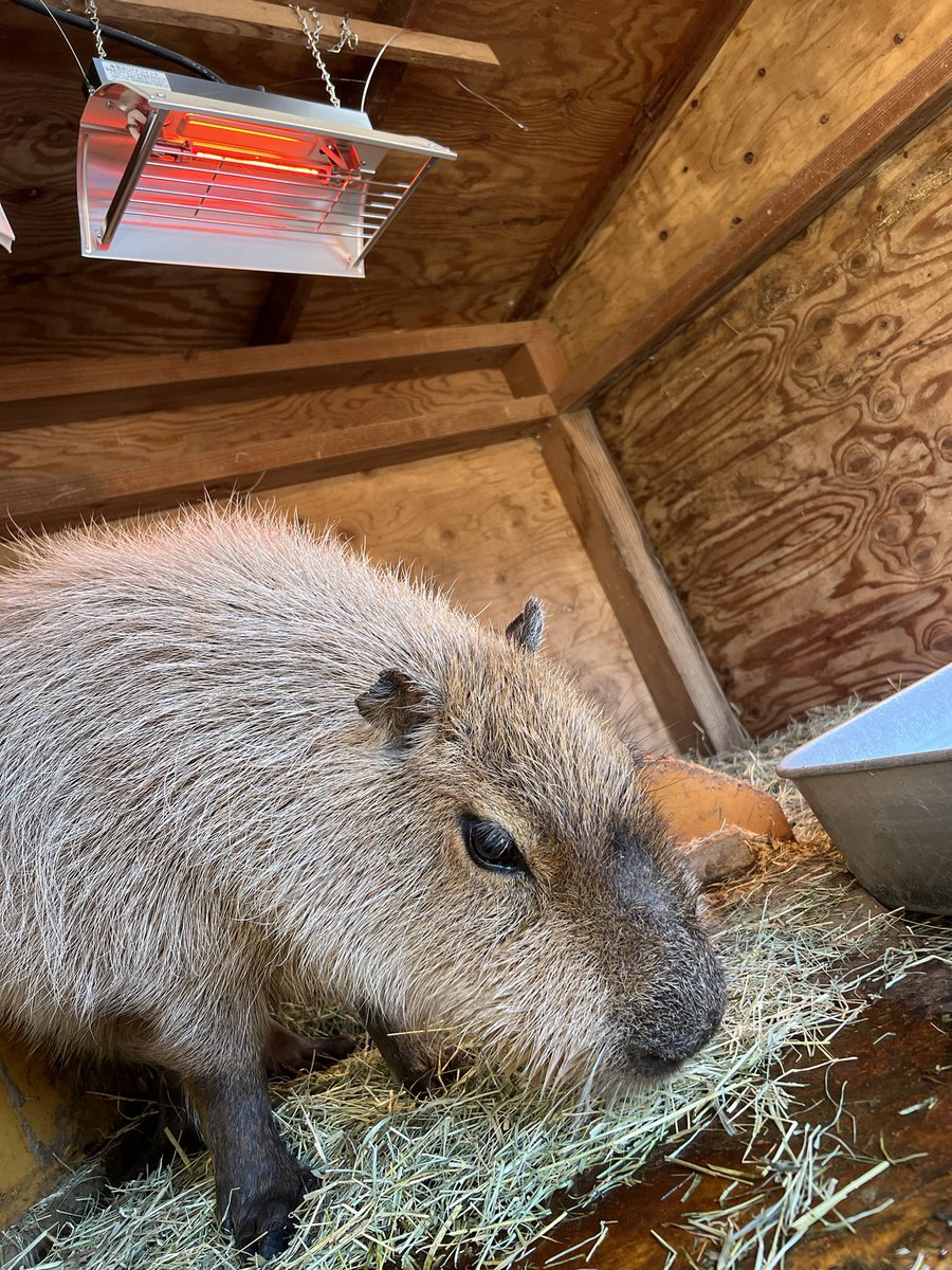 カピバラページ 赤ちゃん5頭誕生！ 世界最大のネズミ「カピバラ」のほっこり姿 愛知