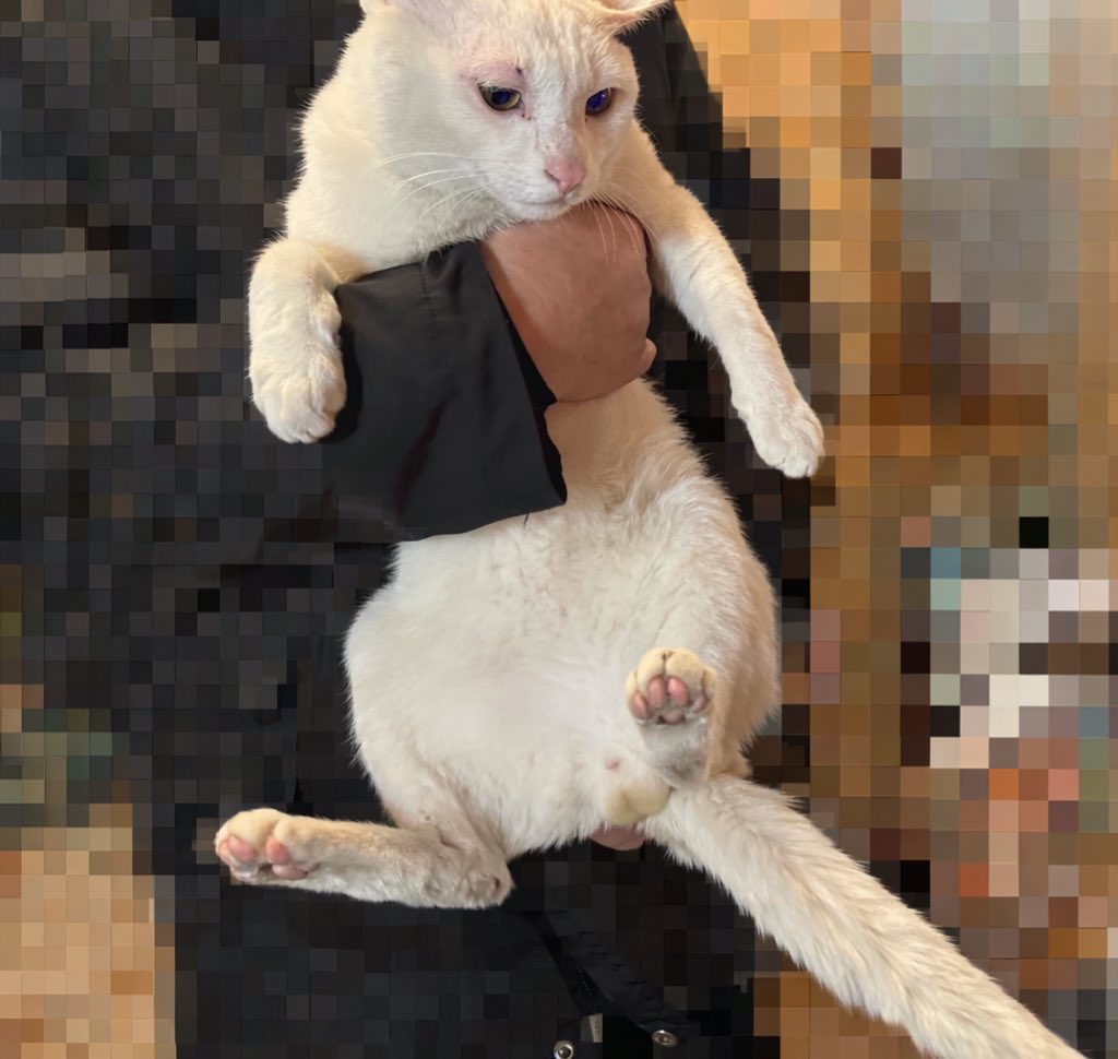 Syl0G408DJ94098's tweet photo. 白い猫を保護しています。
人慣れしており迷子の可能性があります。

・約1ヶ月前
・大阪市生野区新今里
・首輪なし

お心当たりのある方はDMまたはリプお願いします。
拡散のご協力をお願いします。

#迷い猫 #保護猫 #猫の飼い主探しています
#白猫 #生野区 #新今里 #拡散希望 #佐々木舞香 https://t.co/oK2jdHntQd