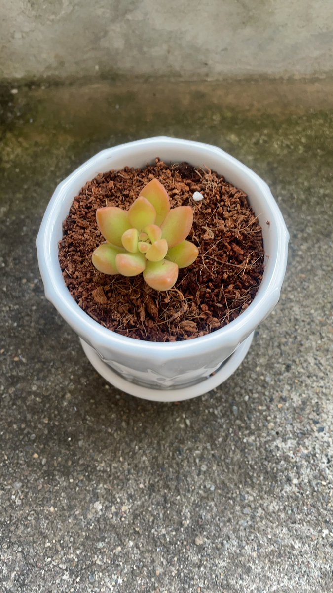 ちゃむ ちゃむ🐥多肉植物初心者🔰 (@ve36ev) / Posts / X