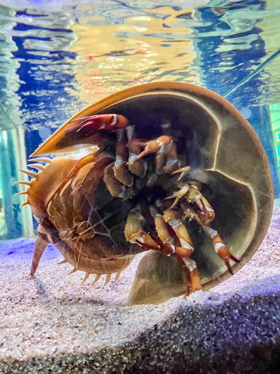 ふーん、カブトガニのお腹ね…？ #竹島水族館