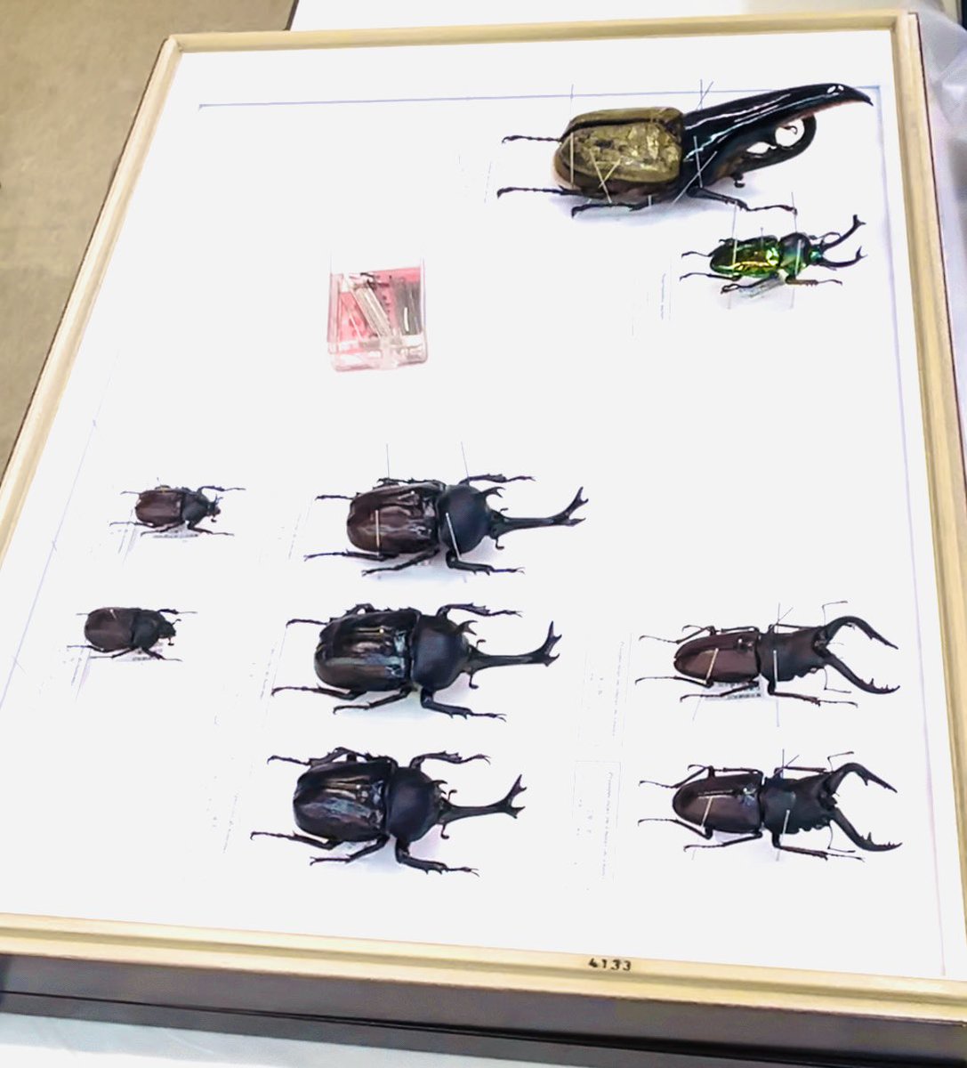 スジブトヒラタ大型♂標本 小売業者 スジブトヒラタ大型♂標本 スジブトヒラタ大型♂標本 小売業者 スジブトヒラタ大型♂標本