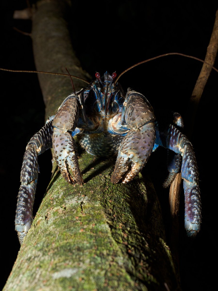 Actiusaliena's tweet image. ヤシガニ氏