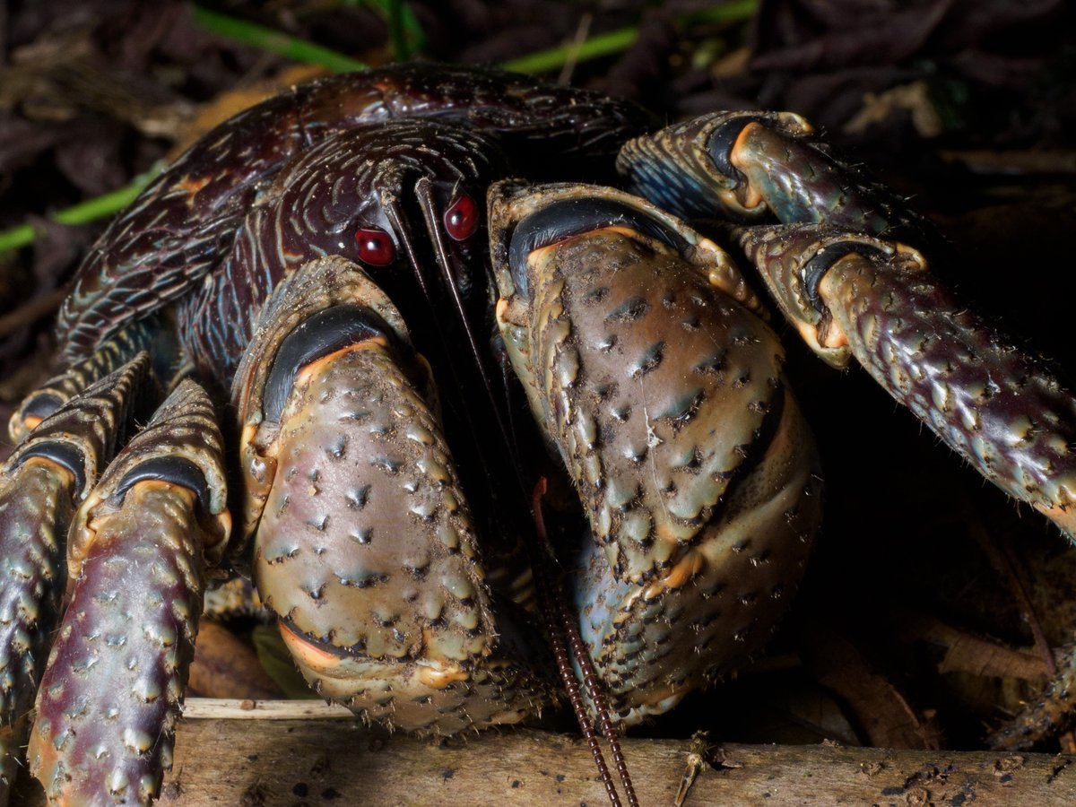 Actiusaliena's tweet image. ヤシガニ氏