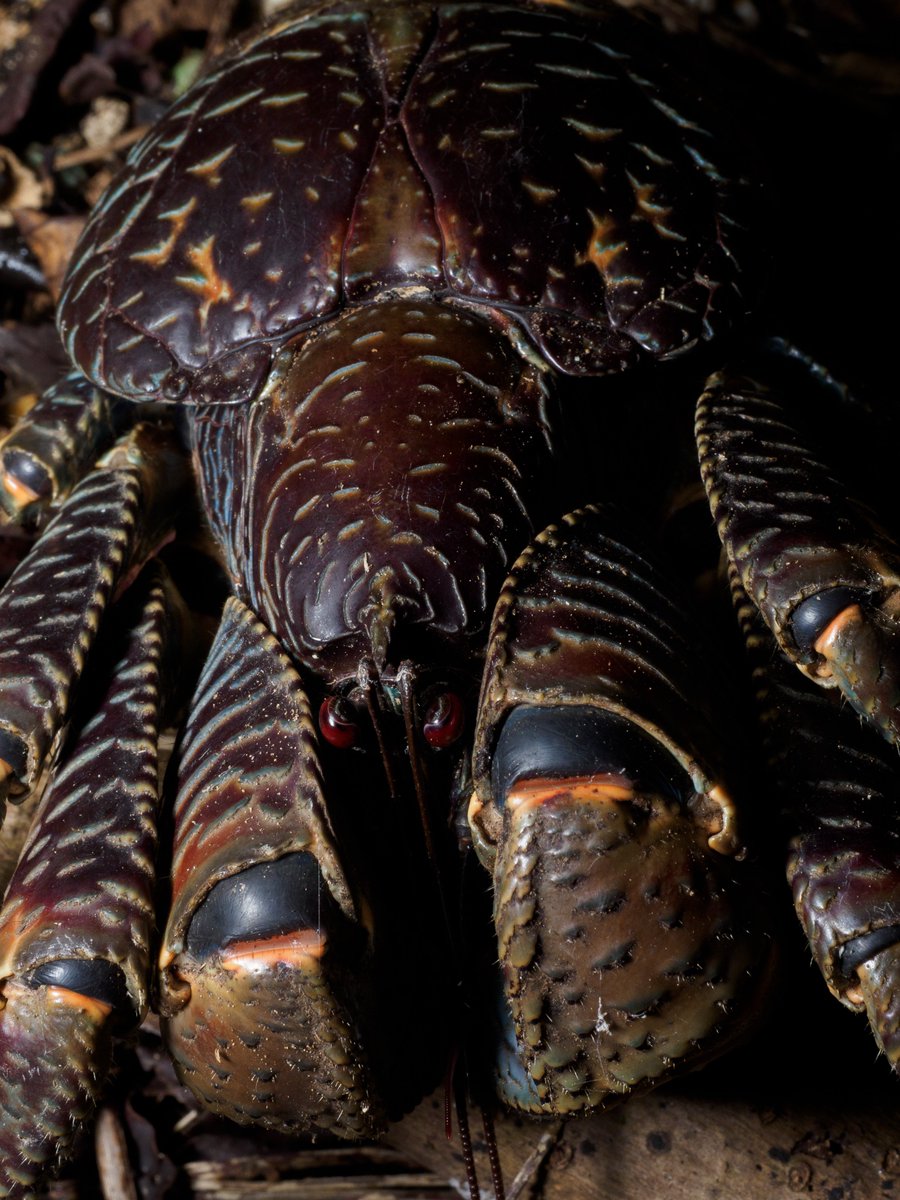 Actiusaliena's tweet image. ヤシガニ氏