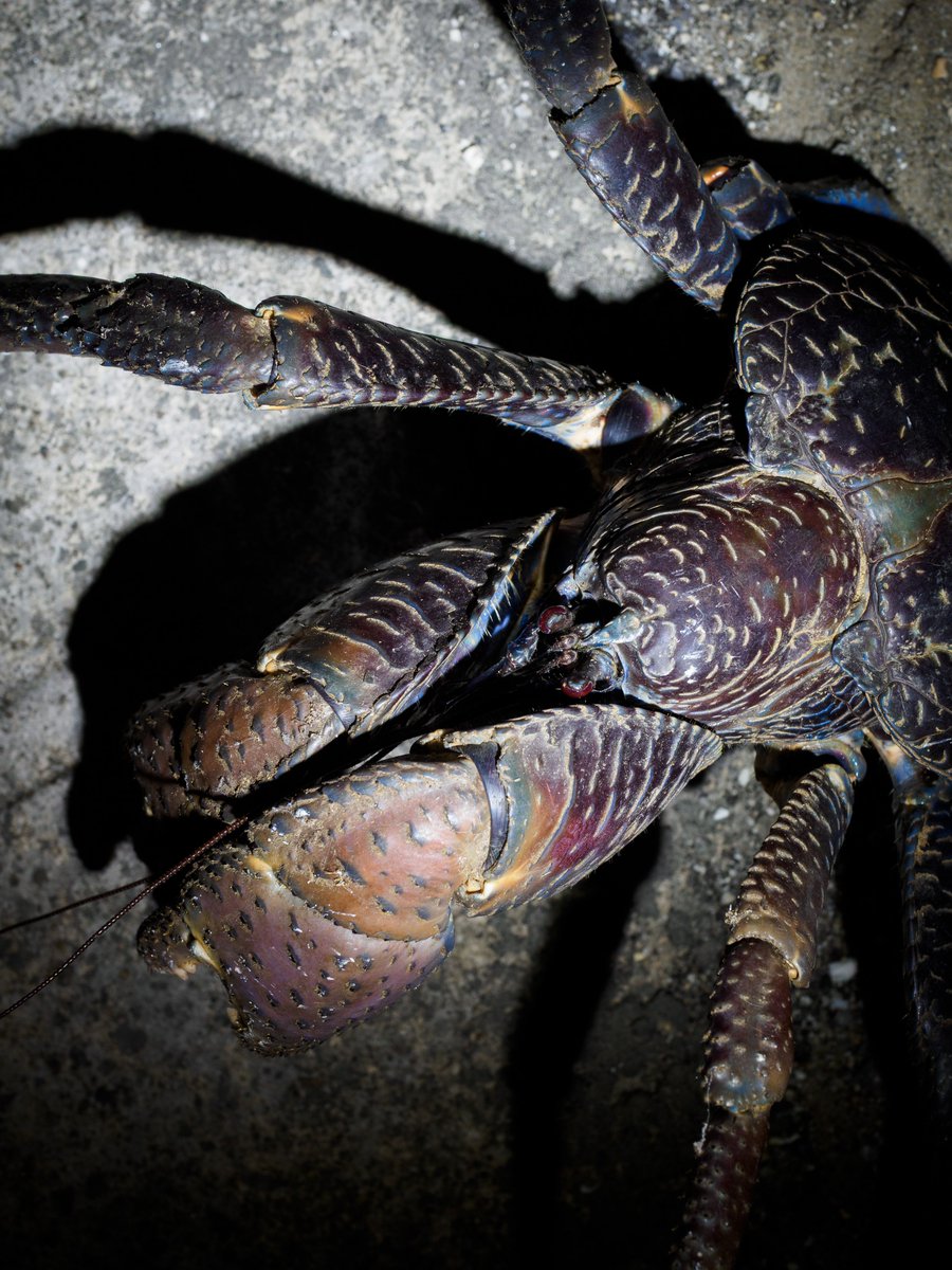 Actiusaliena's tweet image. ヤシガニ氏