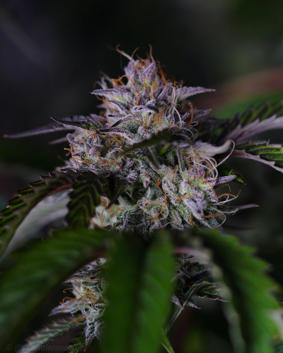 Zer0 Tolerance tweet media