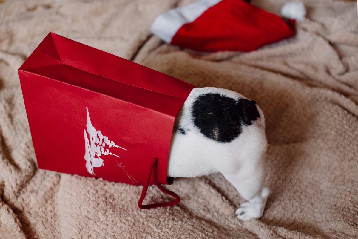 doghousesupp's tweet image. If fireworks happen tonight, your dog will pretend it’s definitely not scared.

 doghousesupplies.com

#DogLife #WinterDogs #DogHouseSupplies #DogHumor #HolidayPets #FunnyPets #DogLovers #PetParents #NewYearPrep #ShopDogSupplies