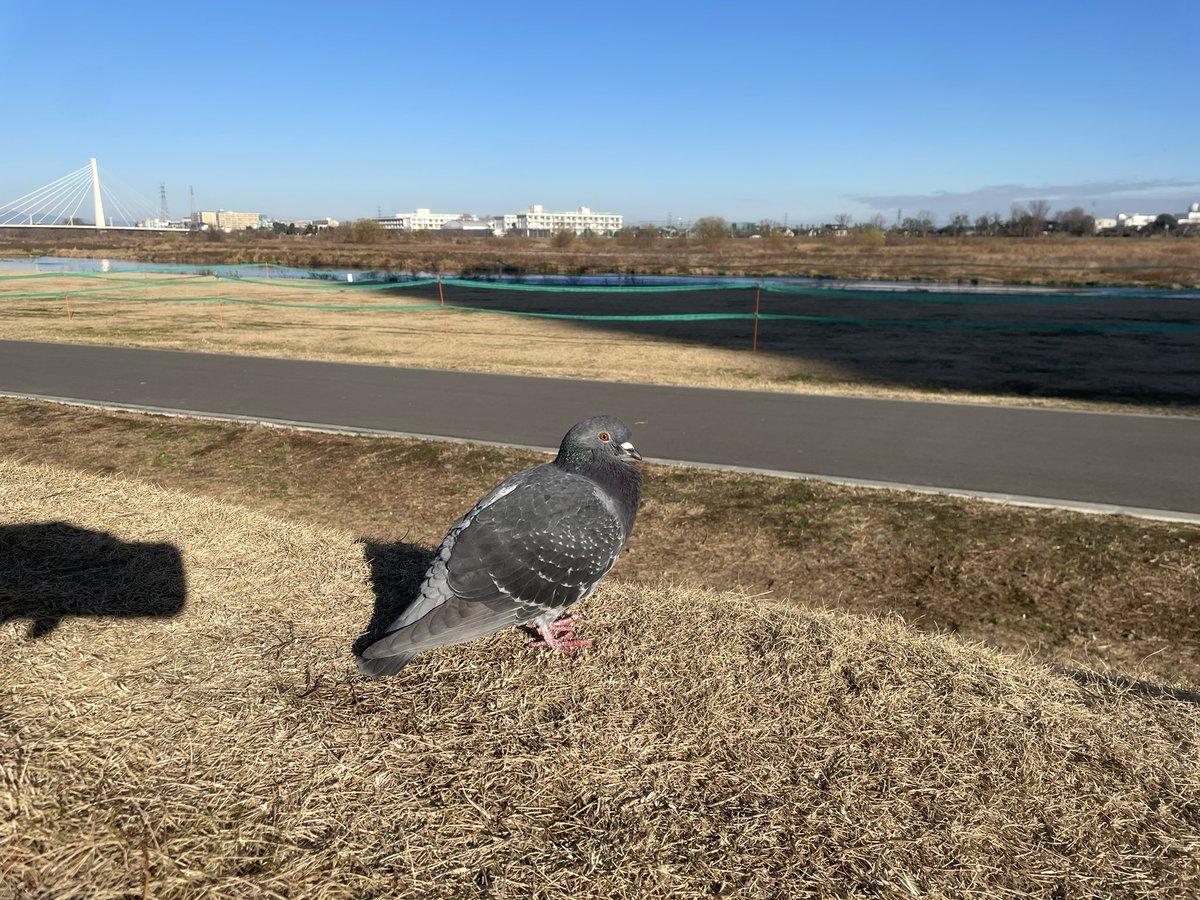 せーちゃん 一般通過ピーちゃん(黒)