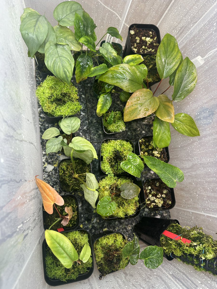 masayaページ Massive Audio P65Z - 6.5