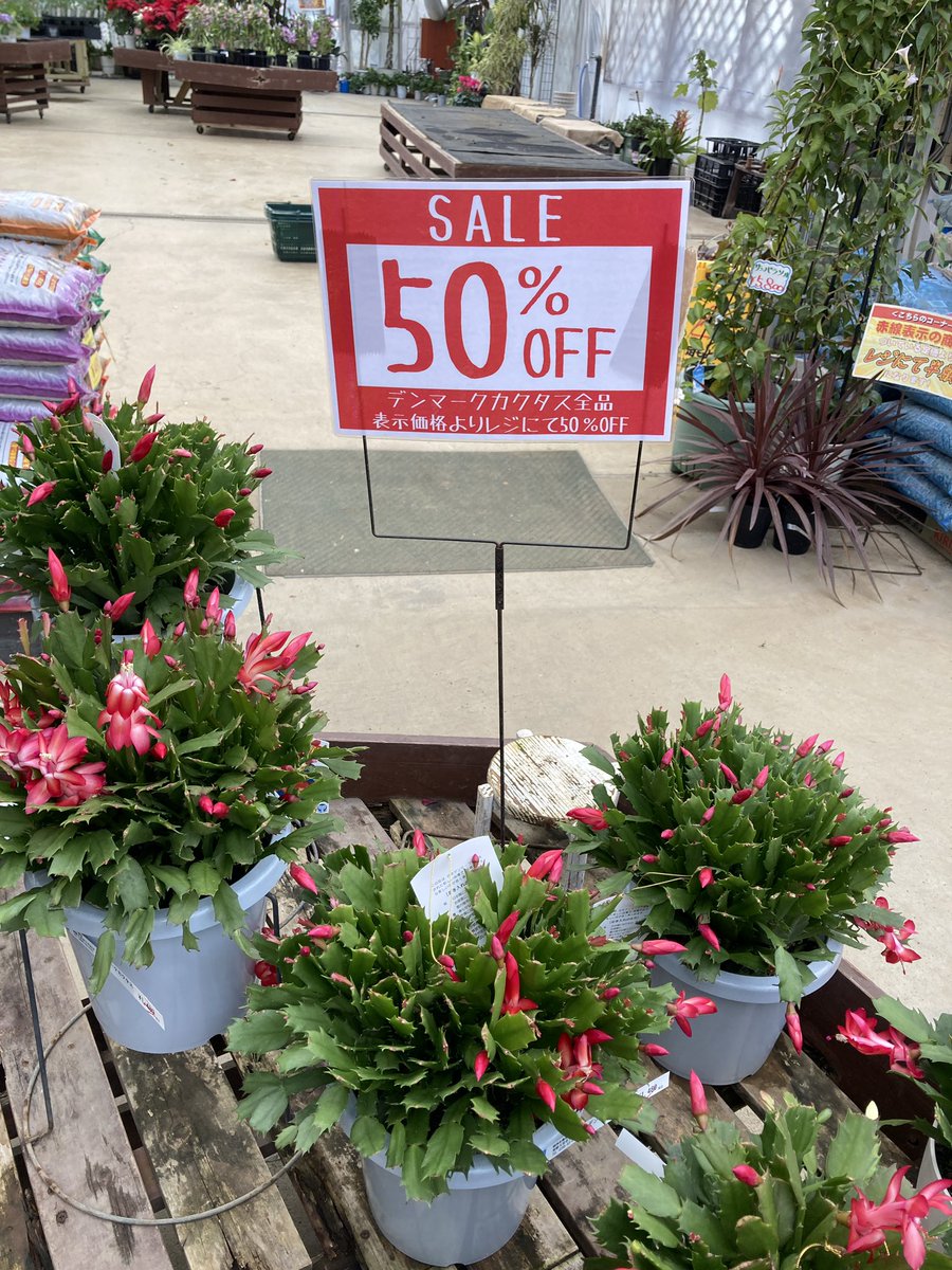 【*&*&*様確認用】デンマークカクタス　AN057＋AN100＋雅 接木 &*&*様確認用】デンマークカクタス AN057＋AN100＋雅 接木 デンマーク