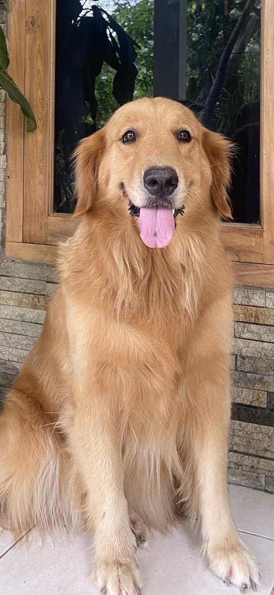 _siscasaras_'s tweet image. Teman2 sekitar Baturetno / Wonogiri bantuin akuuu huhu😭🙏

❗️DICARI ANJING HILANG ❗️
Terakhir terlihat dirumah tgl 29 Desember, subuh

Ciri-ciri :
Nama : TIMMY
Umur : 7 tahun
Jenis : Golden Retriever
Jinak, penurut. Kalau dipanggil “Timmy” pasti nengok

Kalau lihat boleh tolong…