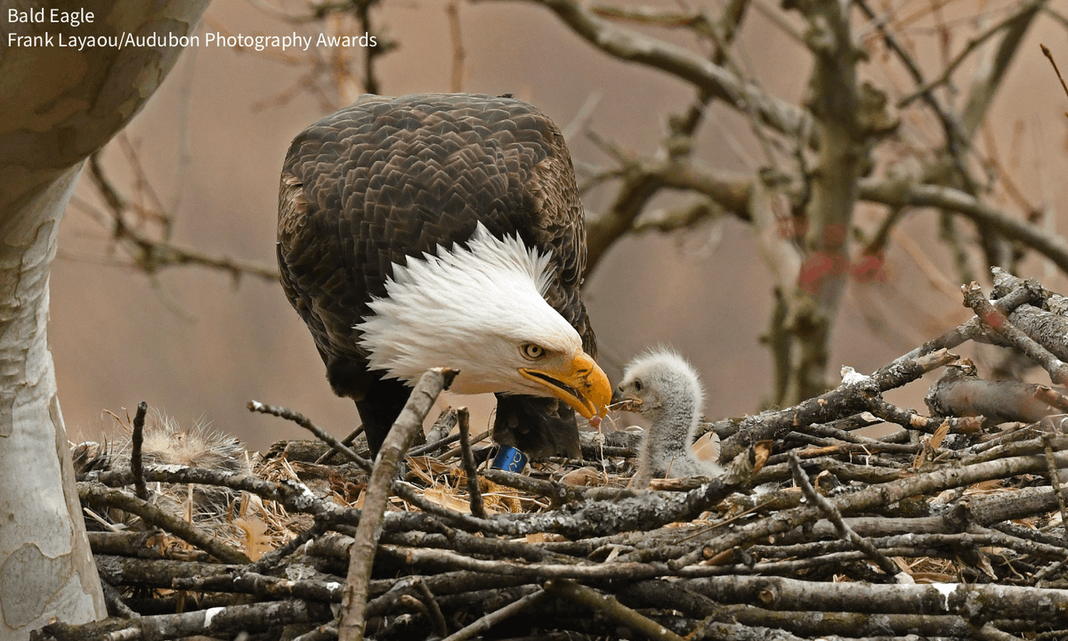 audubonsociety's tweet photo. A Bald Eagle chick rehabilitated by the Audubon Center for Birds of Prey after falling from its nest was fitted with a GPS backpack. Now, telemetry data from this bird & others like it are providing a glimpse into the behaviors of these beloved eagles. Read more from @AudubonFL: https://t.co/wThN3x473C