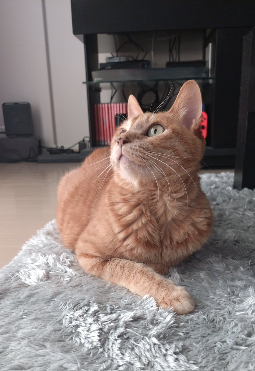 rambda's tweet image. 