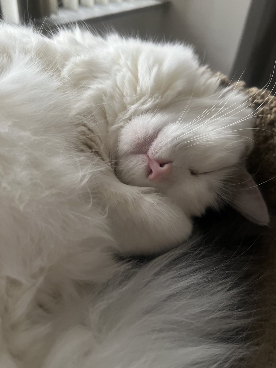 DGLebowitz's tweet image. Some year end pictures of Nova, the crazy cat who was returned to the shelter for being aggressive.  To be loved is to be changed.