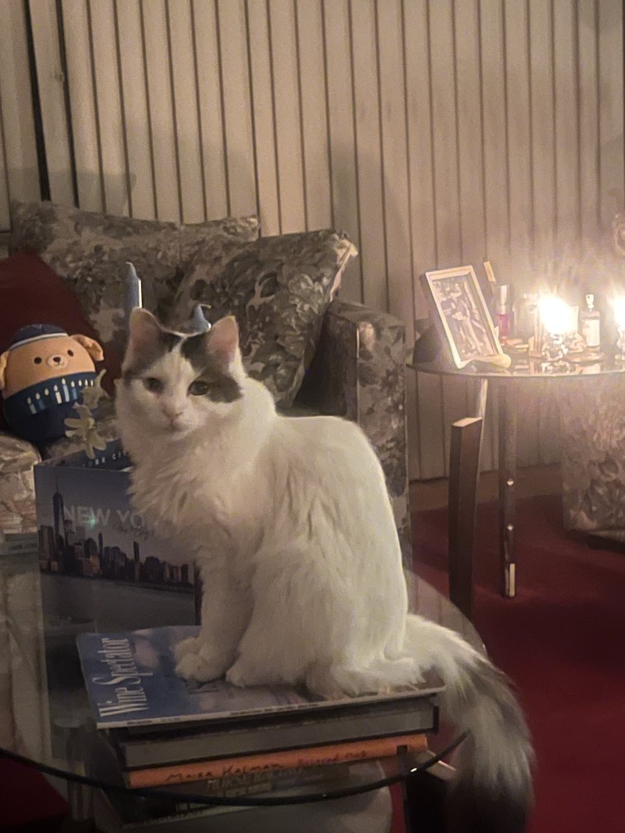 DGLebowitz's tweet image. Some year end pictures of Nova, the crazy cat who was returned to the shelter for being aggressive.  To be loved is to be changed.