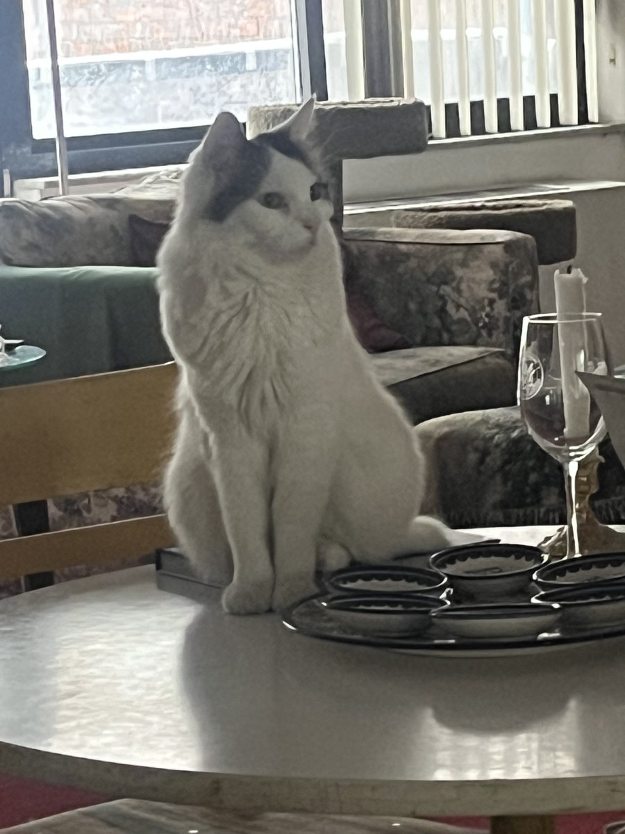 DGLebowitz's tweet image. Some year end pictures of Nova, the crazy cat who was returned to the shelter for being aggressive.  To be loved is to be changed.