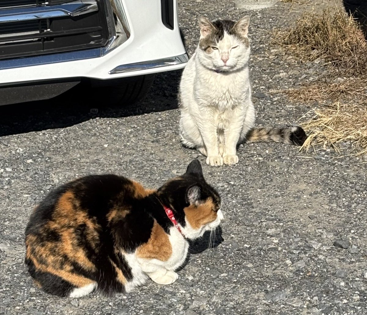 Post by カスケード on X: 君夜と顔違うね