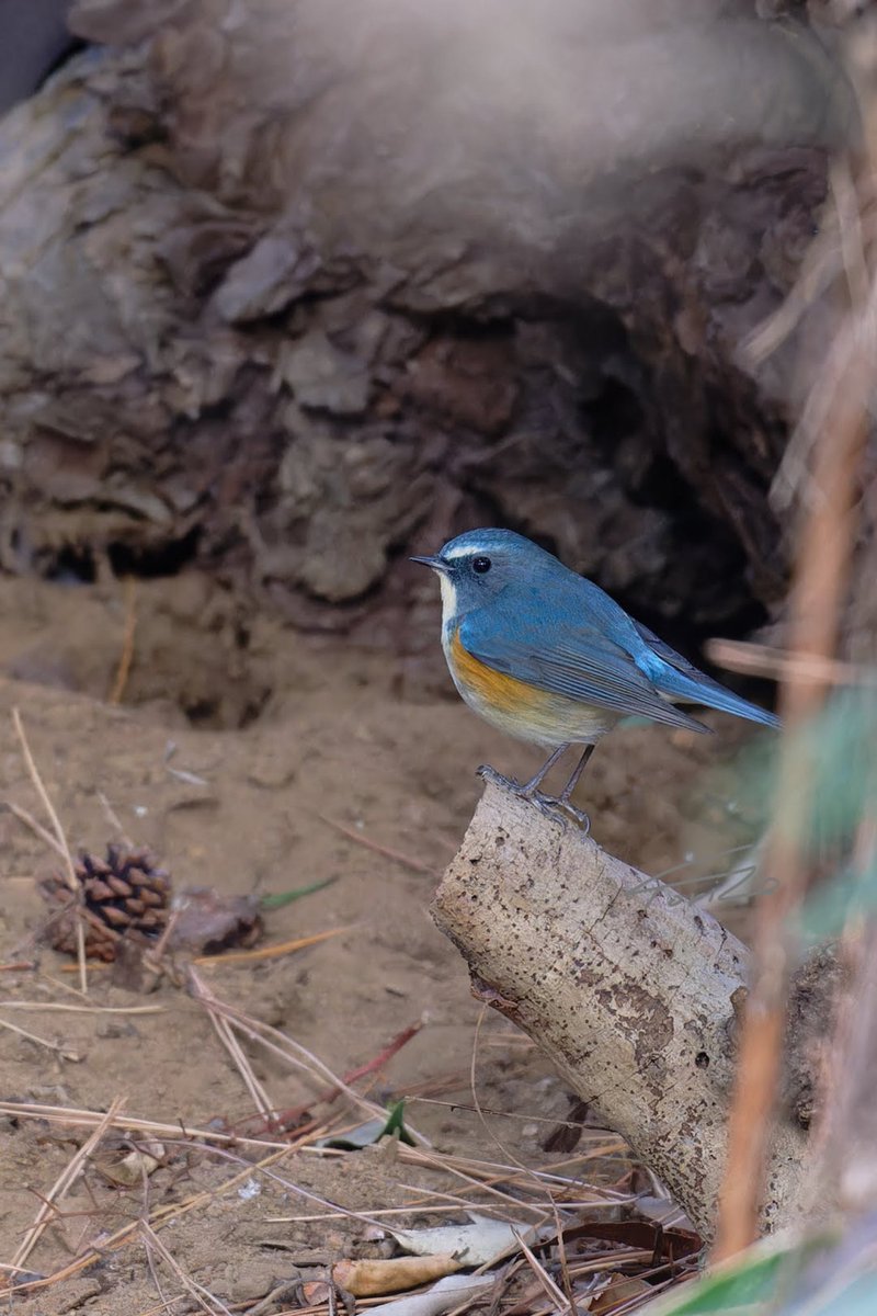 ちょっとだけルリ男