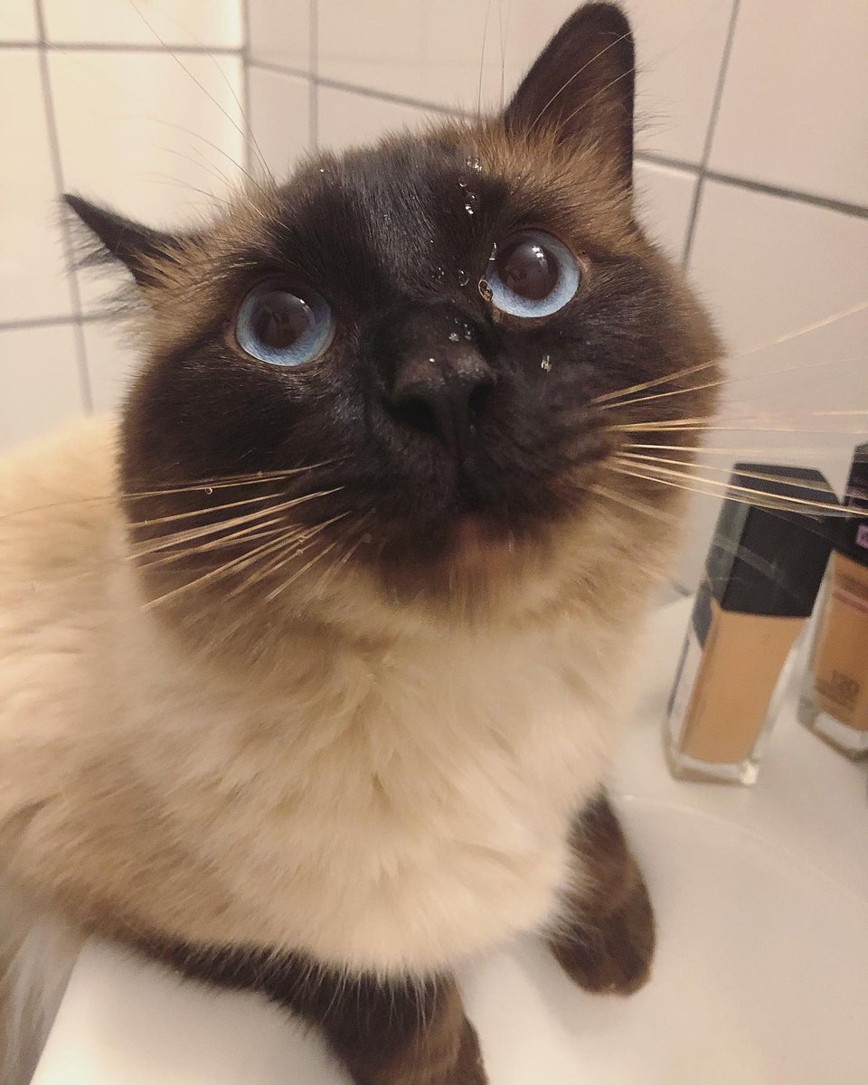 SuchadaRucha's tweet image. Hardy is still as cute as ever, and still as vain as ever; he's started using cosmetics in the bathroom now, hahaha!