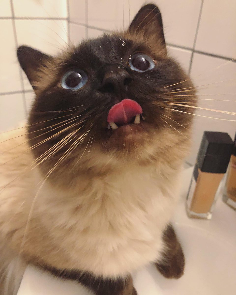 SuchadaRucha's tweet image. Hardy is still as cute as ever, and still as vain as ever; he's started using cosmetics in the bathroom now, hahaha!