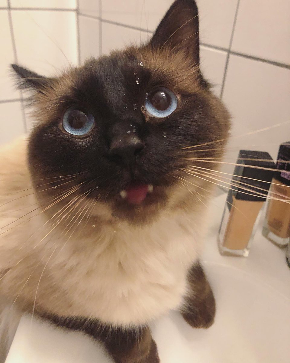 SuchadaRucha's tweet image. Hardy is still as cute as ever, and still as vain as ever; he's started using cosmetics in the bathroom now, hahaha!