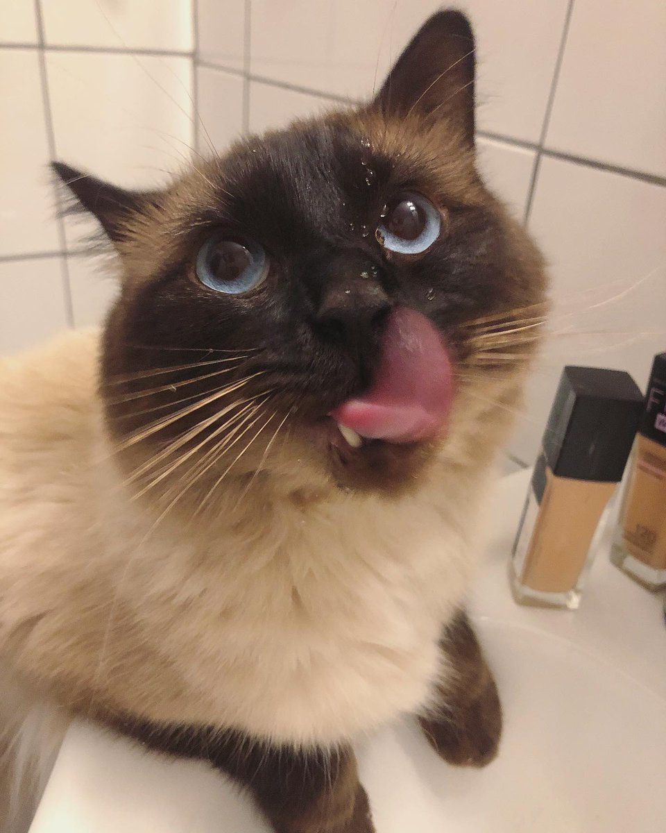 SuchadaRucha's tweet image. Hardy is still as cute as ever, and still as vain as ever; he's started using cosmetics in the bathroom now, hahaha!