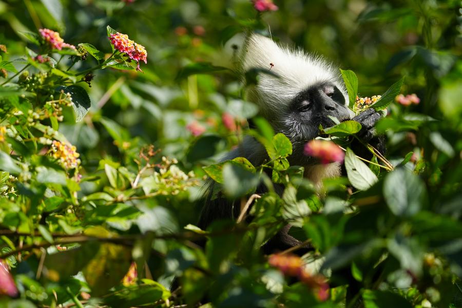 China_Up_Close's tweet image. While it’s awfully chilly up north, it’s the perfect weather for an alfresco #buffet down south in #China's #Guangxi Zhuang Autonomous Region. Don’t let the distinctive hairdos fool you, the local white-headed langurs are young at heart and full of the #fruits of the #forest!